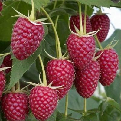 Высокая в Волковыске