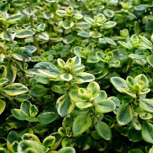Тимьян МИСТИК ЛЕМОН лимоннопахнущий в Волковыске
