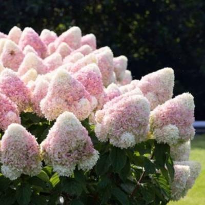 Бело-розовая в Волковыске