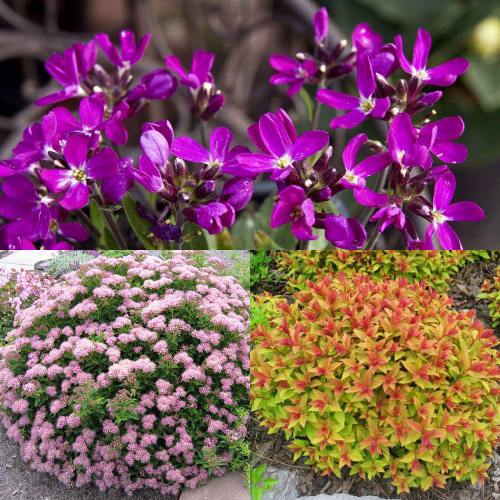 Комплект ЯПОНСКИЙ САД в Волковыске