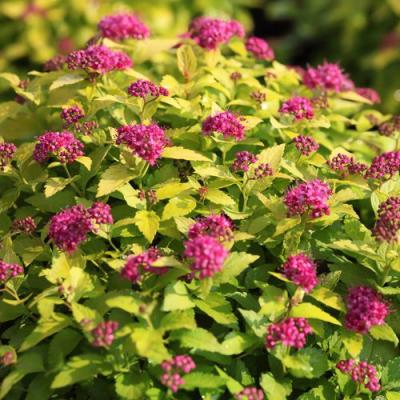 Японская в Волковыске