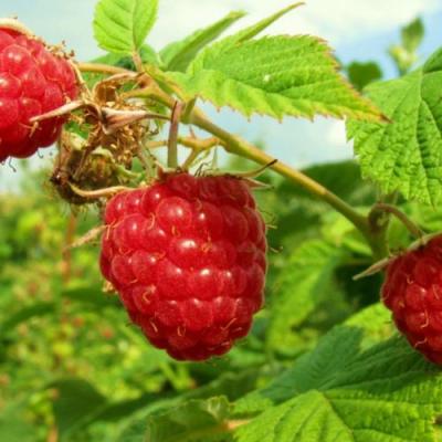 Бесшипная в Волковыске