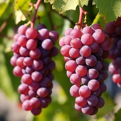 Фиолетовый в Волковыске