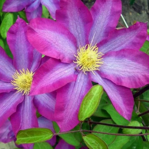 Клематис КАКИО в Волковыске