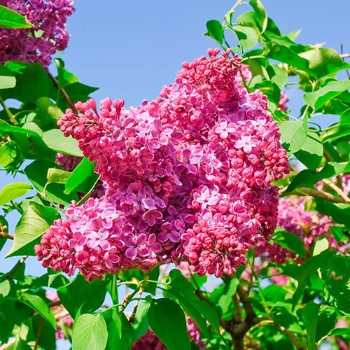 Сирень КРАСНАЯ МОСКВА в Волковыске