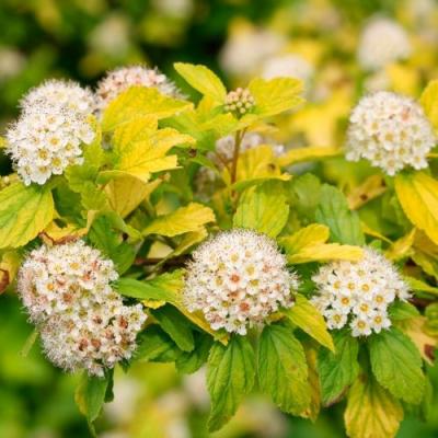 Желтый в Волковыске