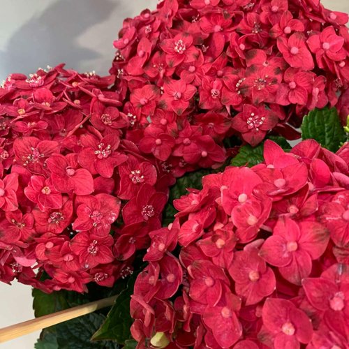 Гортензия ЭНДЛЕСС САММЕР ЛАВ крупнолистная в Волковыске
