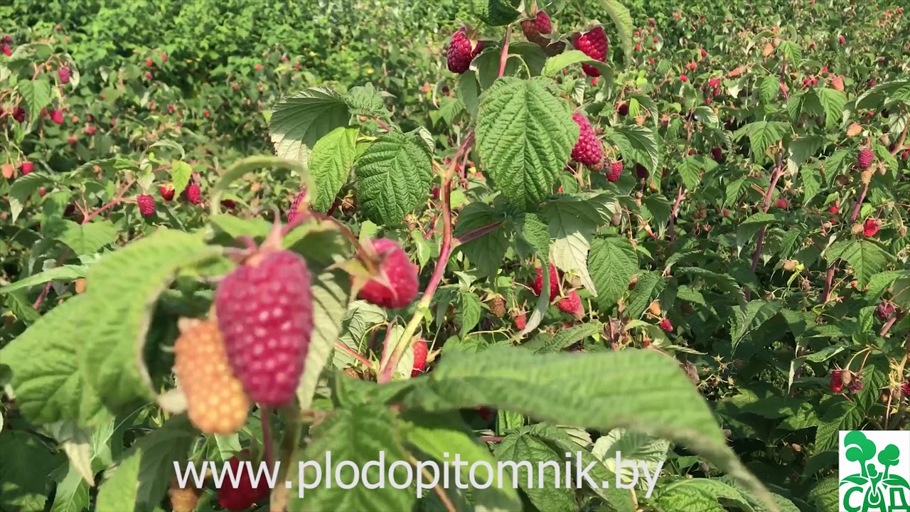 Превью видео