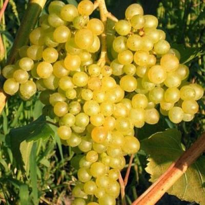 Желтый в Волковыске