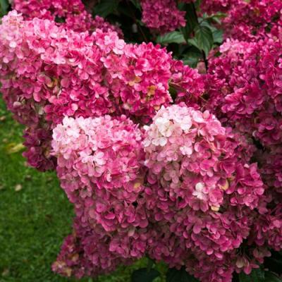 Фрайз в Волковыске