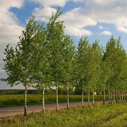 Береза обыкновенная в Волковыске