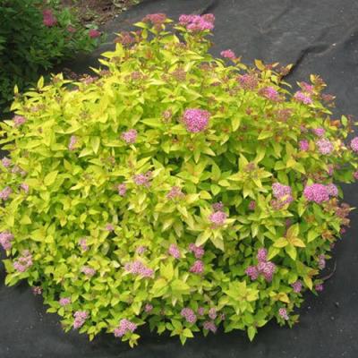 Голден в Волковыске