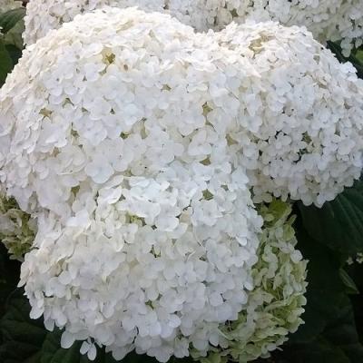 Белая в Волковыске