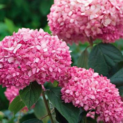 Розовая в Волковыске