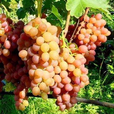 Сладкий в Волковыске