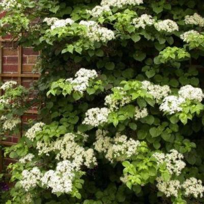 Черешковая в Волковыске