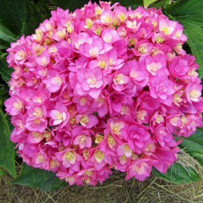 Ремонтантная в Волковыске