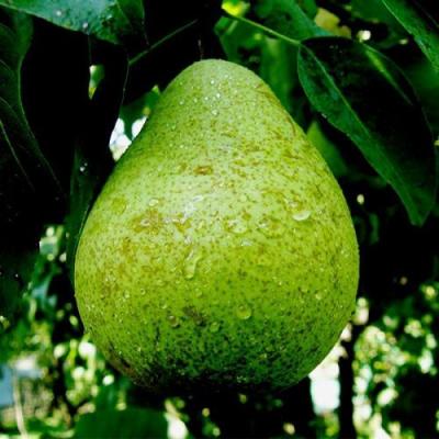 Зеленая в Волковыске