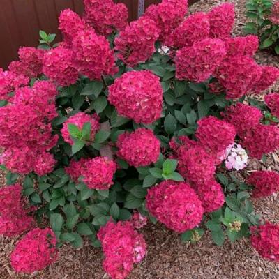 Красная в Волковыске