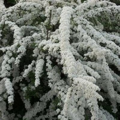 Серая в Волковыске