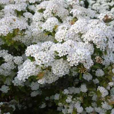 Белая в Волковыске