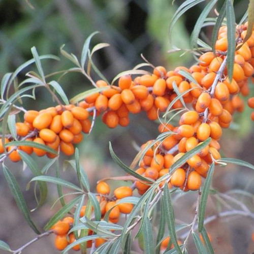 саженцы облепихи