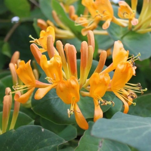 Жимолость ТЕЛЬМАНА в Волковыске