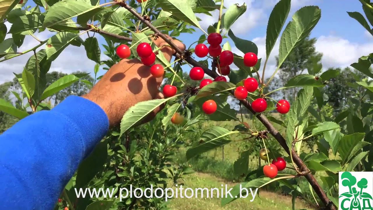 Превью видео