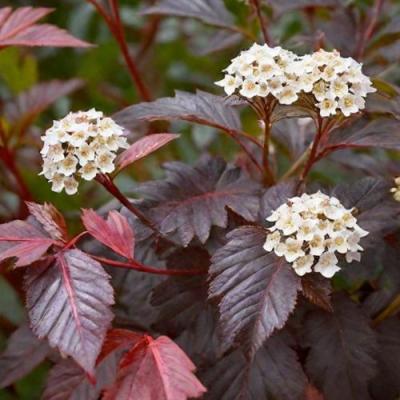 Бордовый в Волковыске