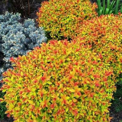 Низкорослая в Волковыске