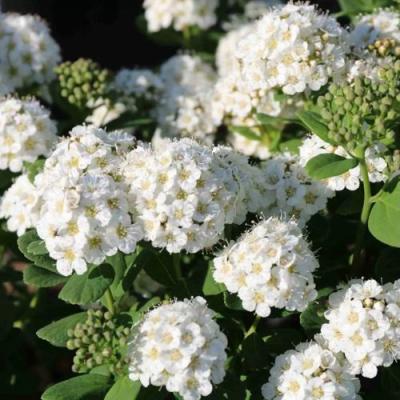 Березолистная в Волковыске