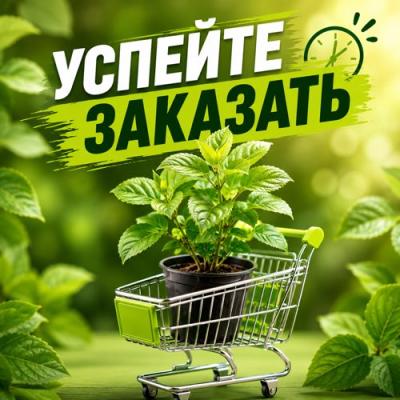 УСПЕЙТЕ ЗАКАЗАТЬ в Волковыске