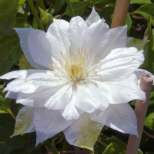 Клематис ДАЧЕСС ОФ ЭДИНБУРГ в Волковыске