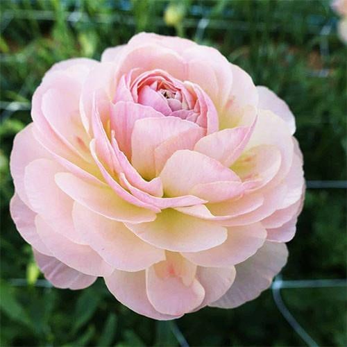 Ранункулюс МЭРИТАЙМ романс в Волковыске