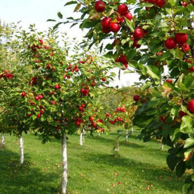 Плодовые деревья в Волковыске