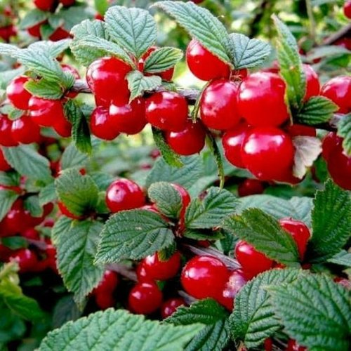 Вишня ВОСТОРГ войлочная в Волковыске