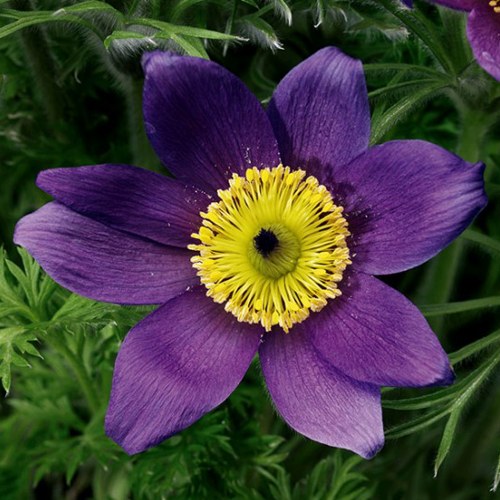 Прострел ПИНВИЛ БЛЮ ШЕЙДЕС в Волковыске