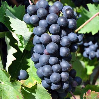 Круглый в Волковыске