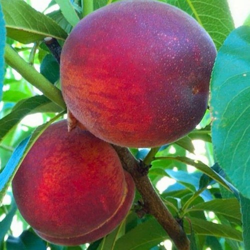 саженцы персика