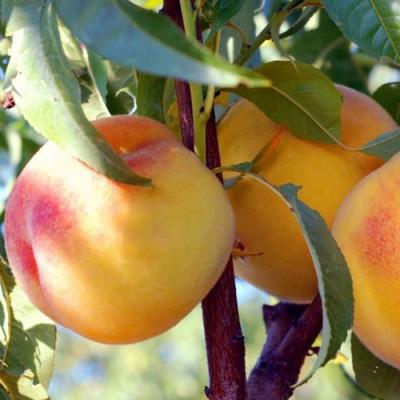 Колонновидные персики в Волковыске