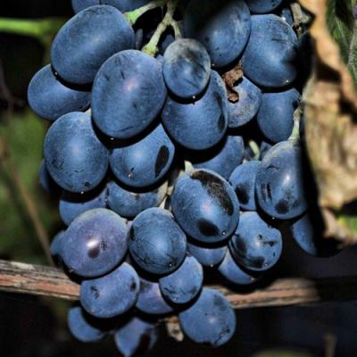 Синий в Волковыске