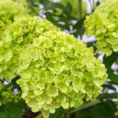 Зеленая в Волковыске