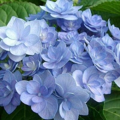 Голубая в Волковыске