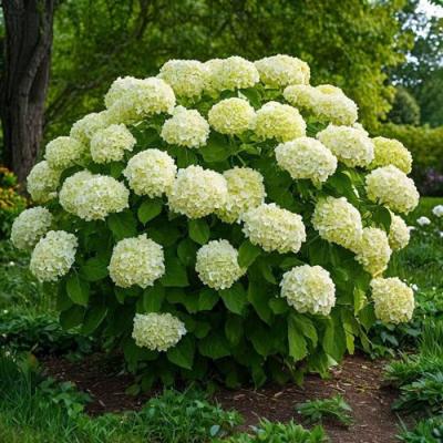 Большие (высокие) в Волковыске