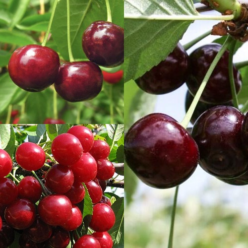 Комплект ВИШНЕВЫЙ САД в Волковыске