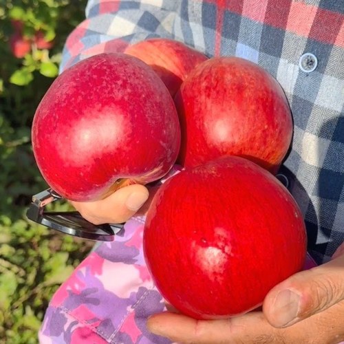Яблоня ПАМЯТЬ СЮБАРОВОЙ в Волковыске
