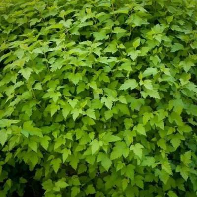 Зеленый в Волковыске