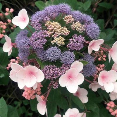 Шершавая в Волковыске