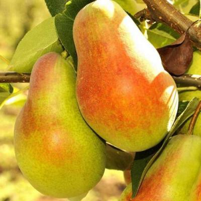 Красавица в Волковыске