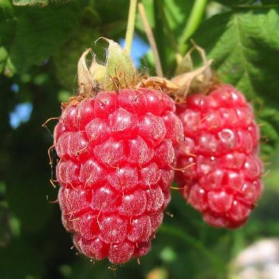 Крупная в Волковыске